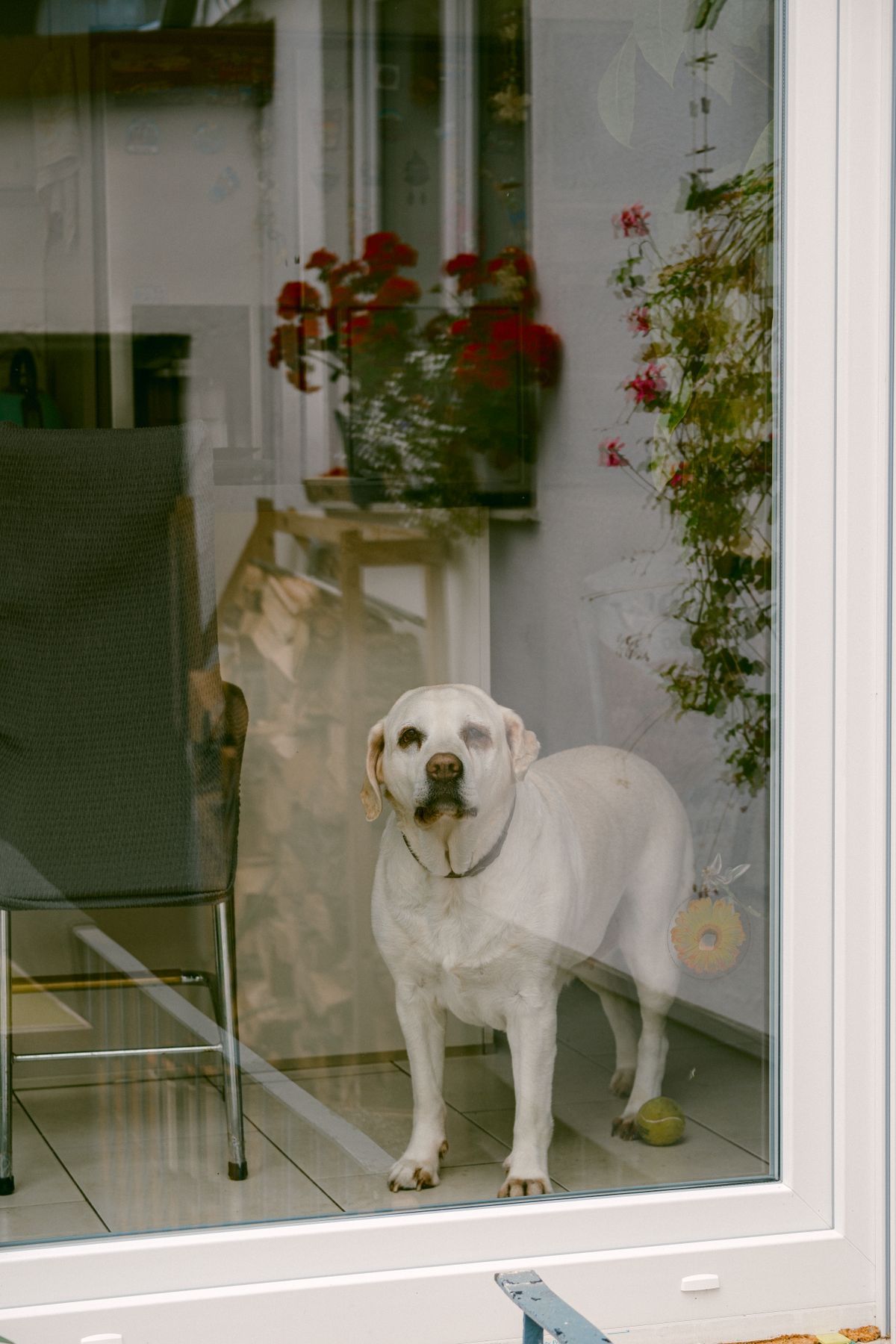 Back to school, home alone: prepare your dog now