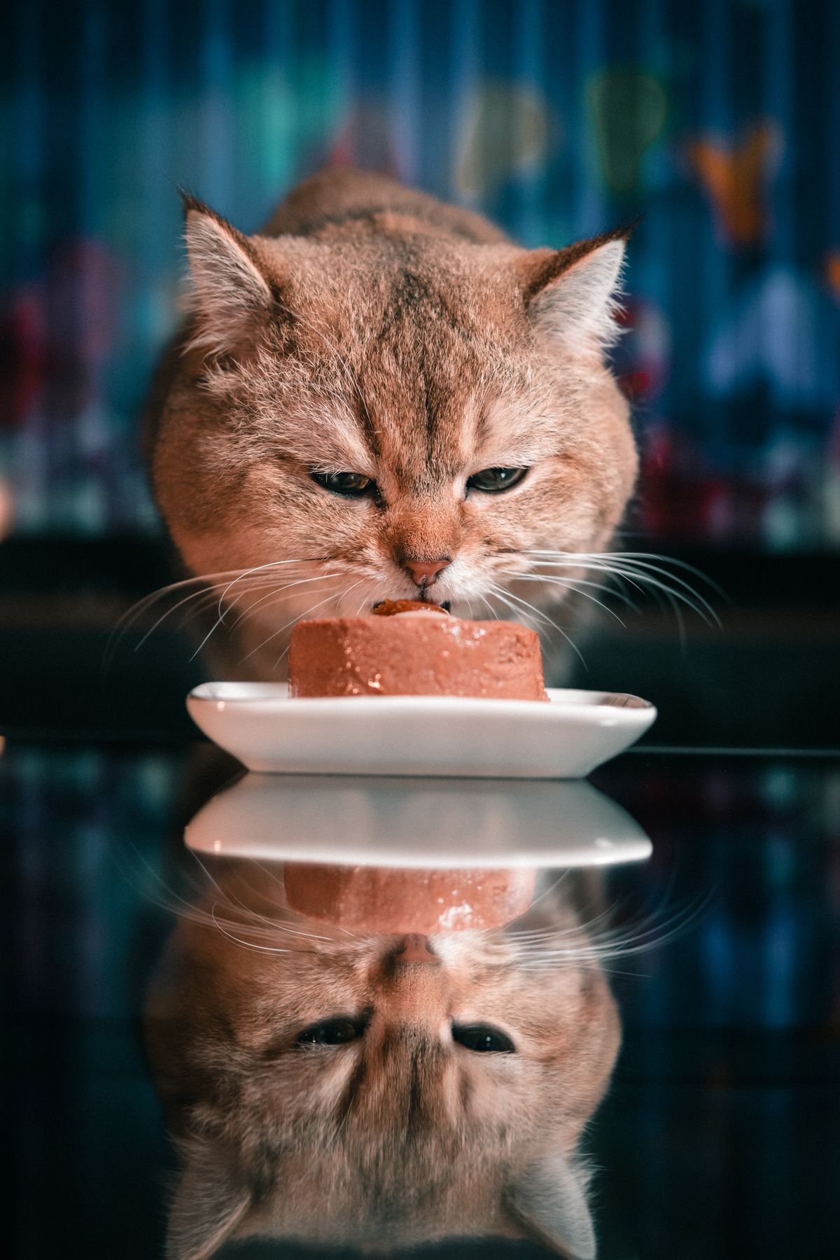 Changing your cat's food, at your cat's pace