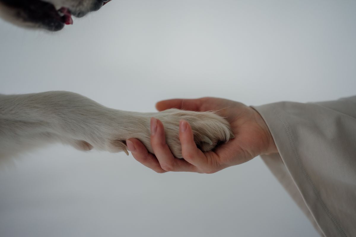 Clicking on the floor? Your dog's nails are too long