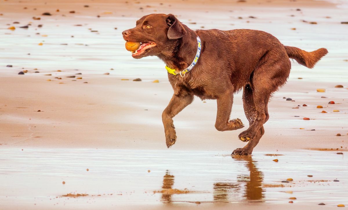 Fetch without the knee trouble: how to throw smarter