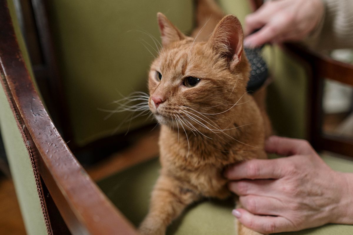 Hairballs: the comb does most of the work