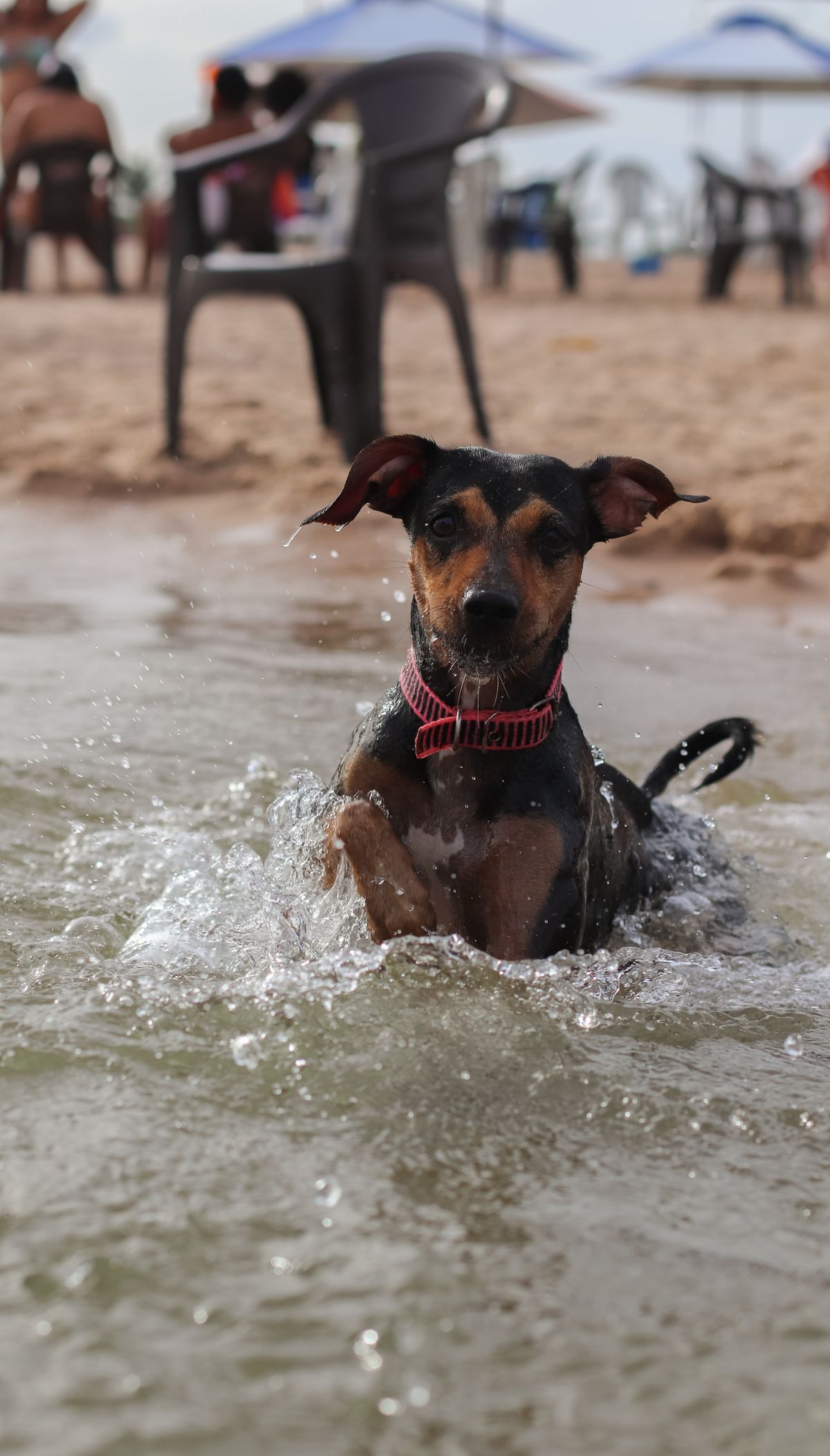 Hot days, happy dog: a summer heat survival guide