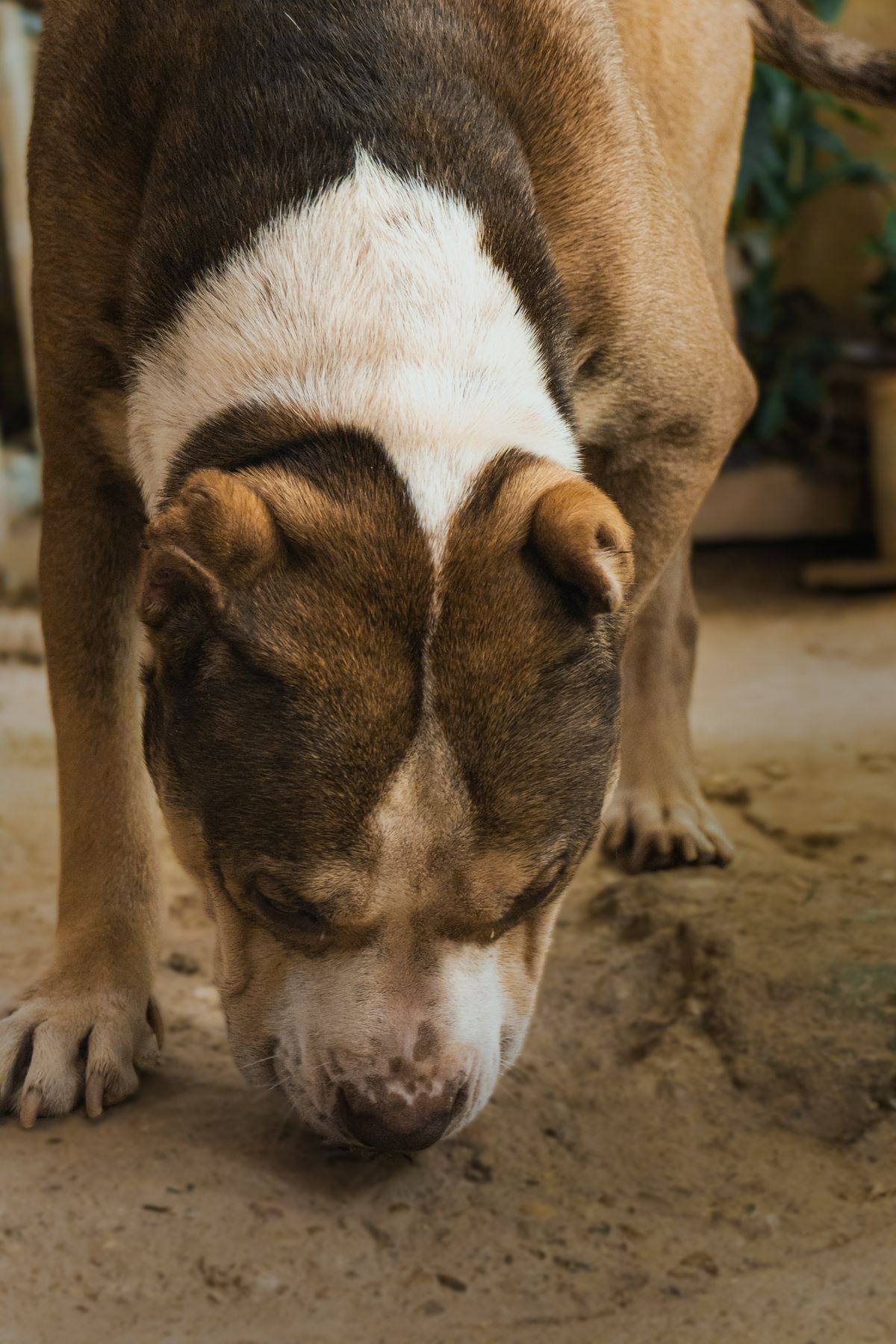 No walk today? Games that tire a dog indoors