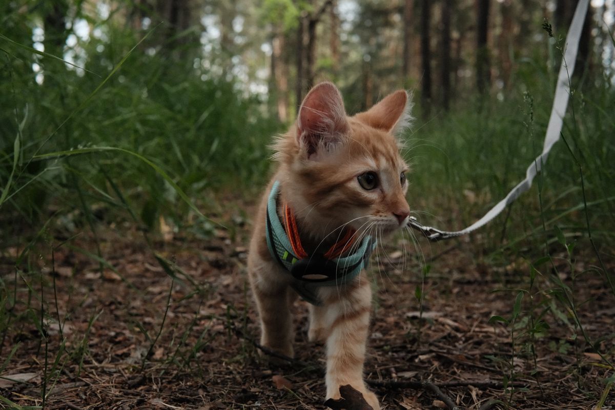Outdoors on a harness: teaching your cat at their own pace