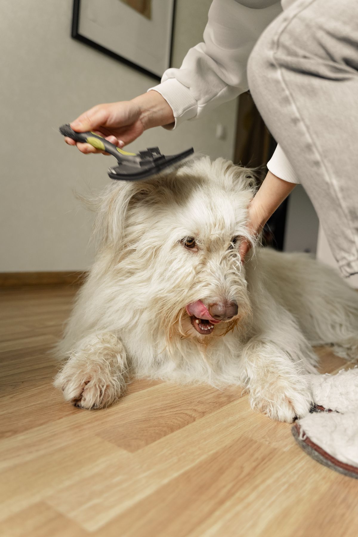 Shedding season: the autumn coat change