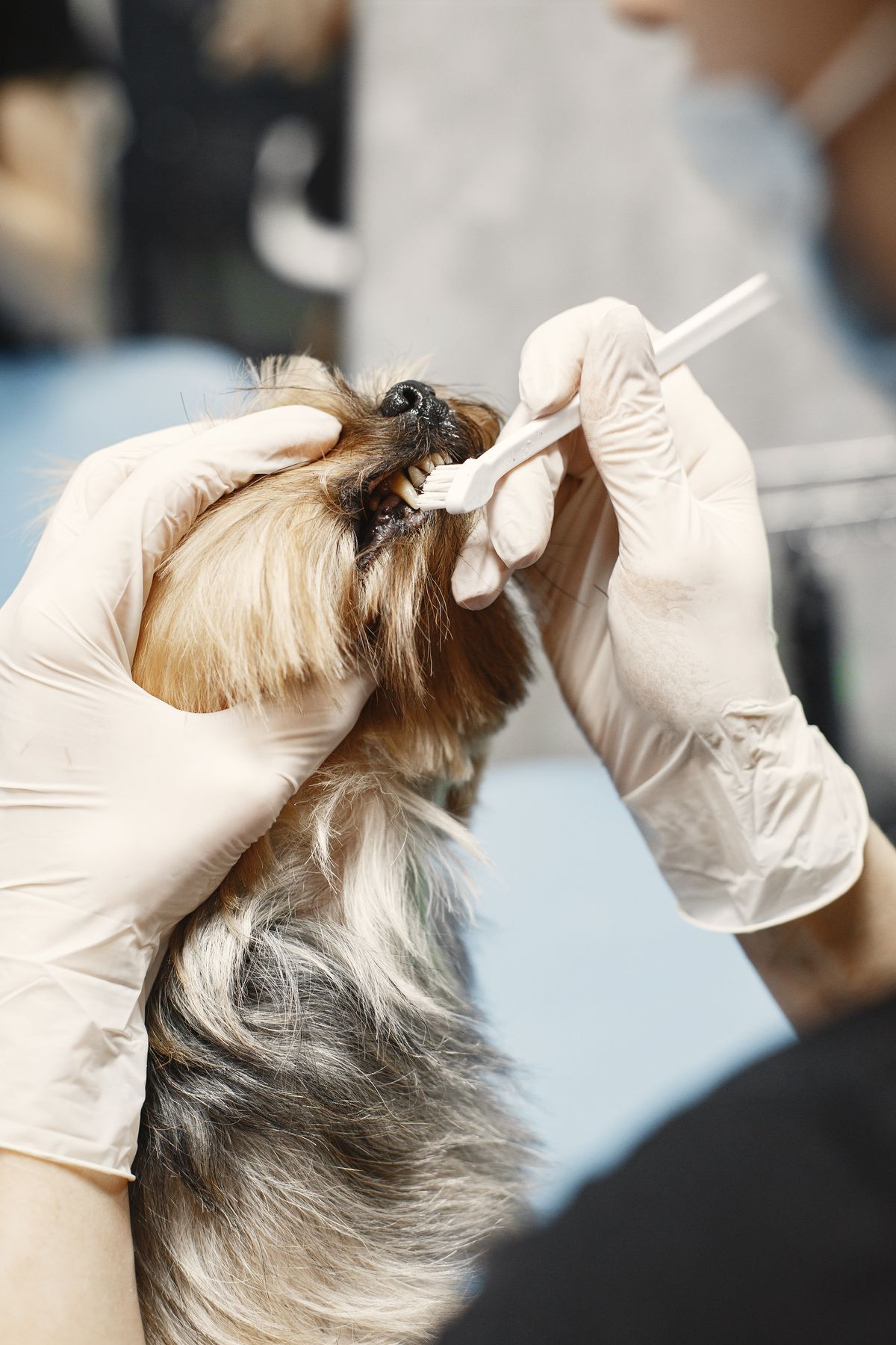 Sixty seconds a day: brushing your pet's teeth