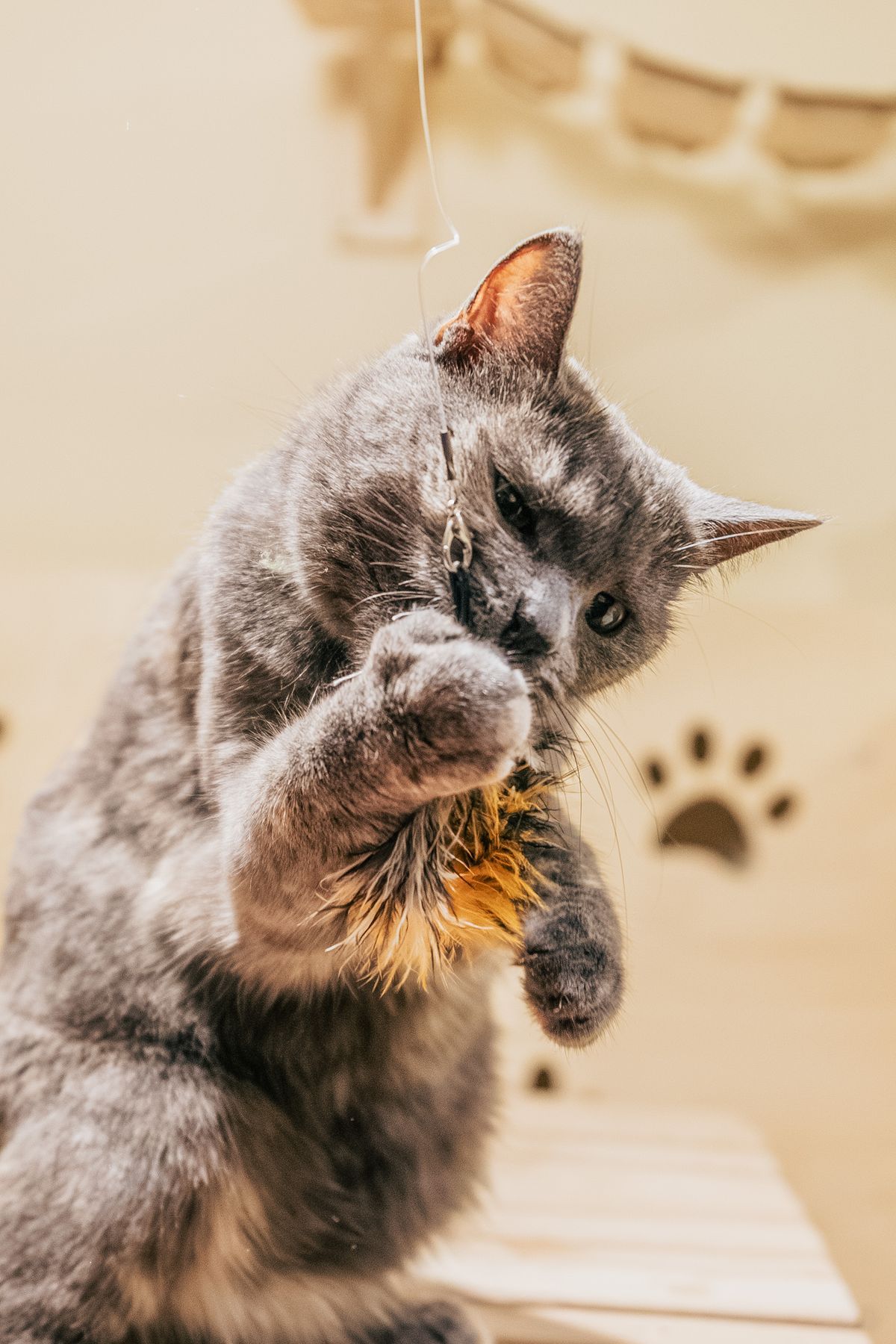 Ten minutes of hunting: how to play with your cat
