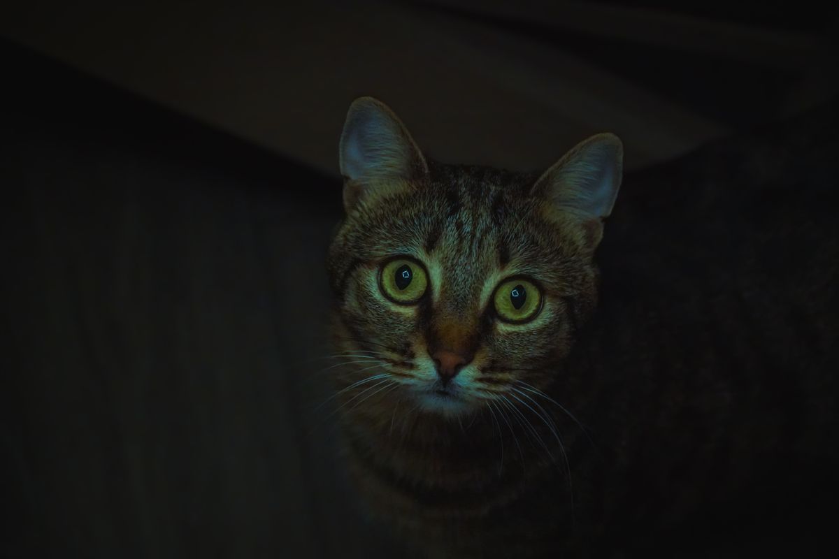 The 3 a.m. cat: how to move their clock