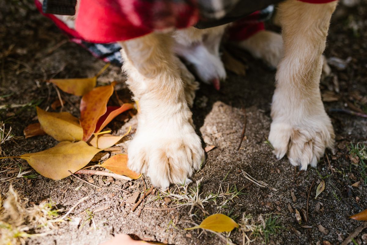 The autumn itch: why your dog keeps licking their paws