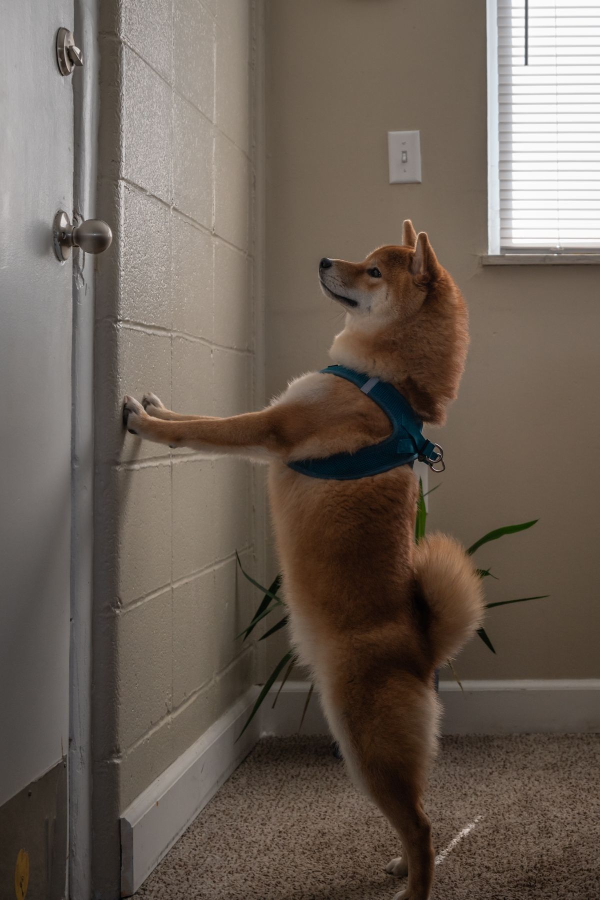 The doorbell doesn't have to mean chaos