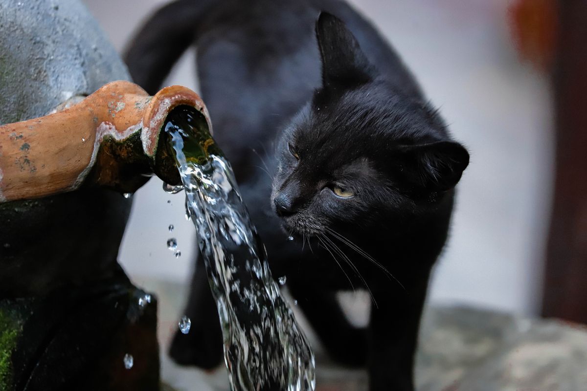 The quiet nutrient: helping your cat drink more