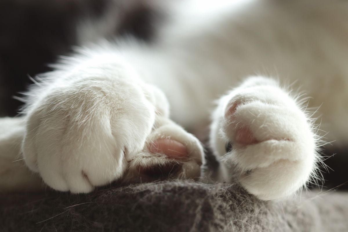 The scratching post isn't enough: check your cat's claws