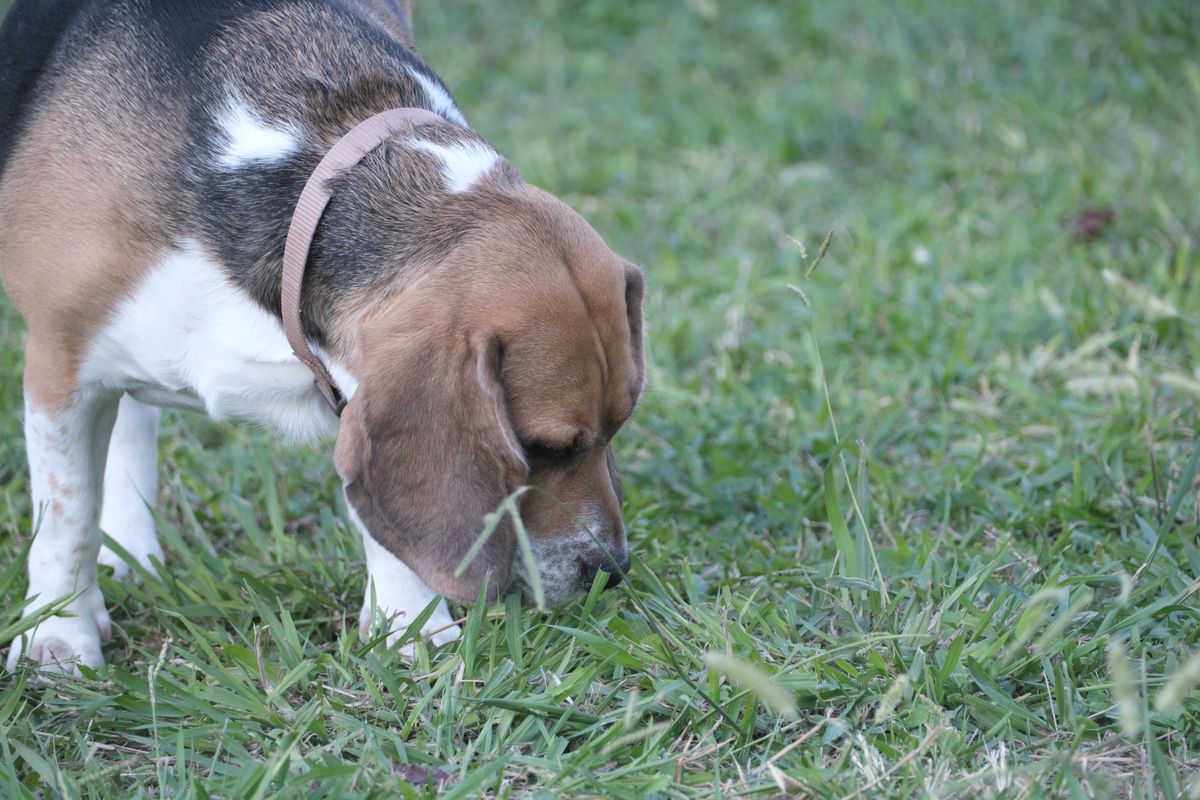 The sniff walk: slower, shorter, and better for your dog