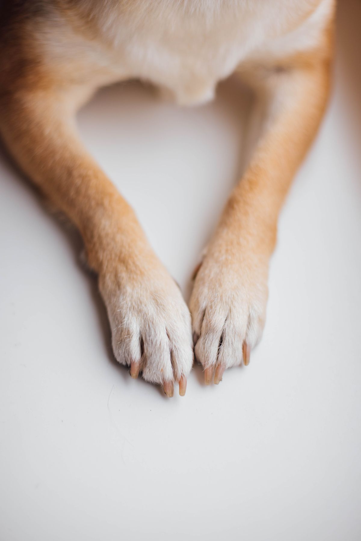 Thirty seconds at the door: your dog's paws in wet season