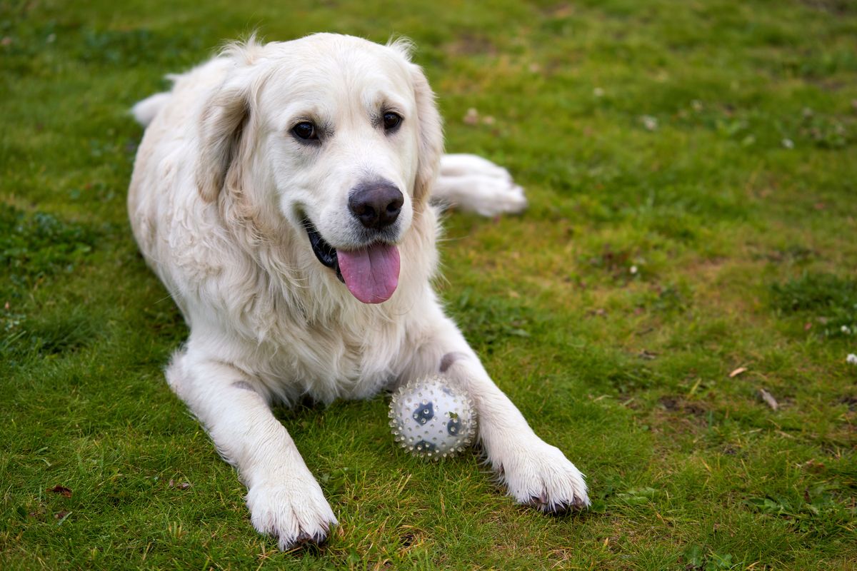 Ticks and fleas: a two-minute check after every walk
