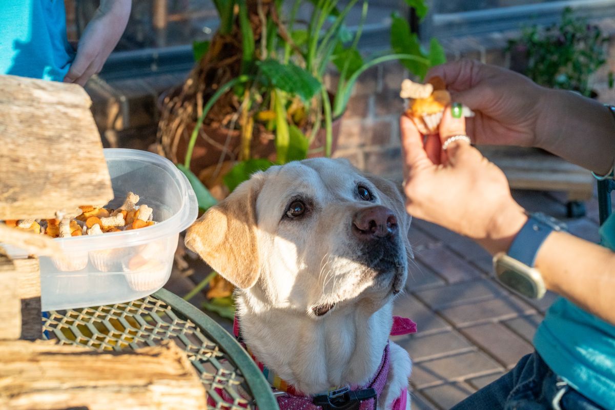 Treats count too: the 10% rule