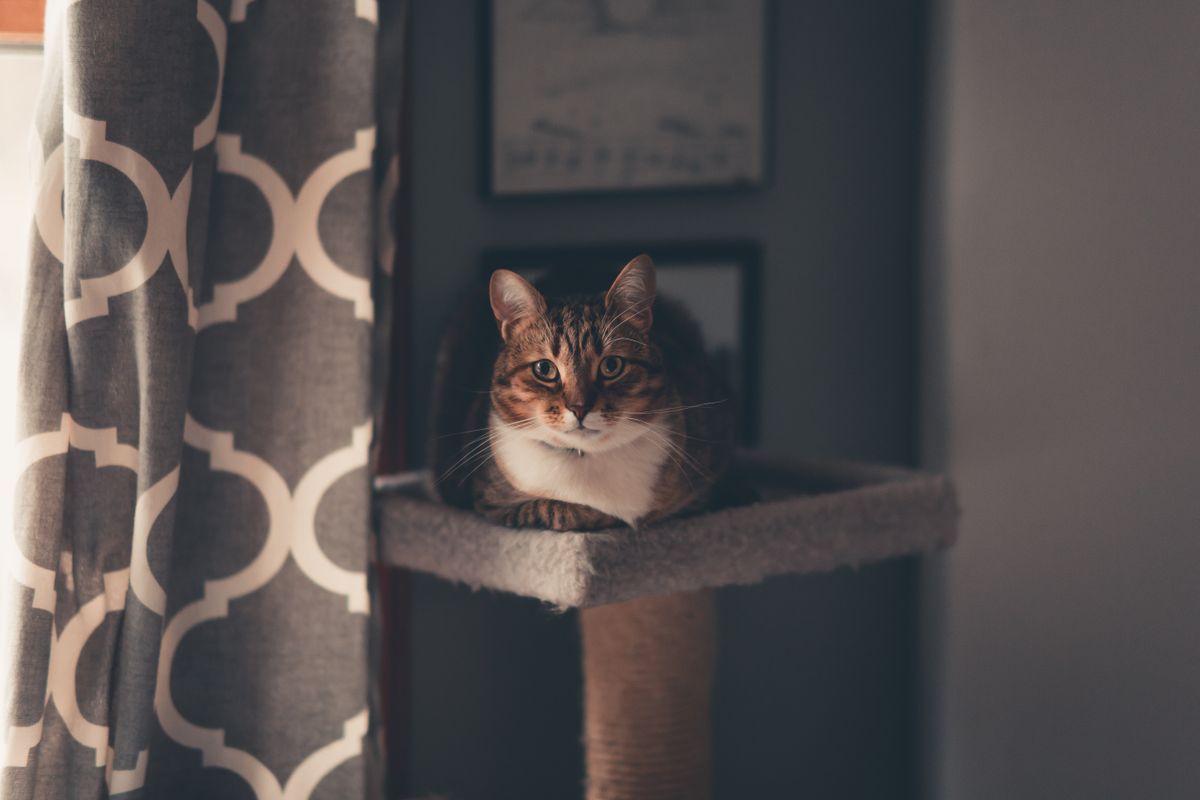Up is extra space: why your cat needs to climb