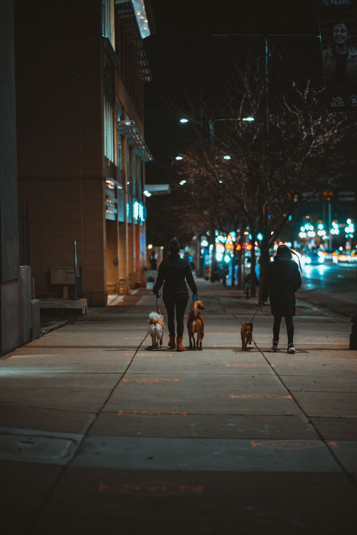 Walking in the dark: the season your dog needs a light