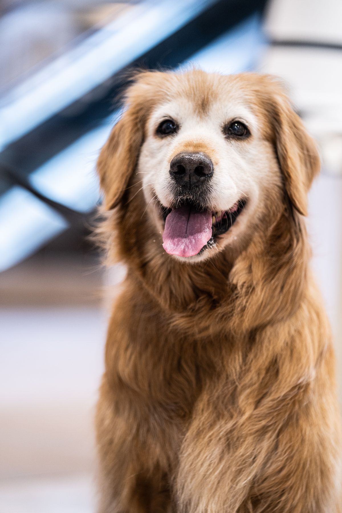 What your dog's poop is telling you