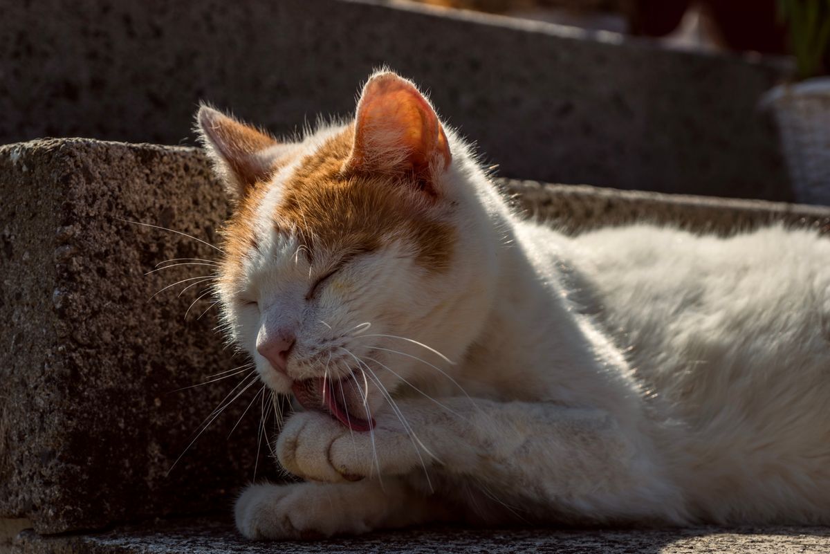 When grooming turns into scratching: the itchy cat