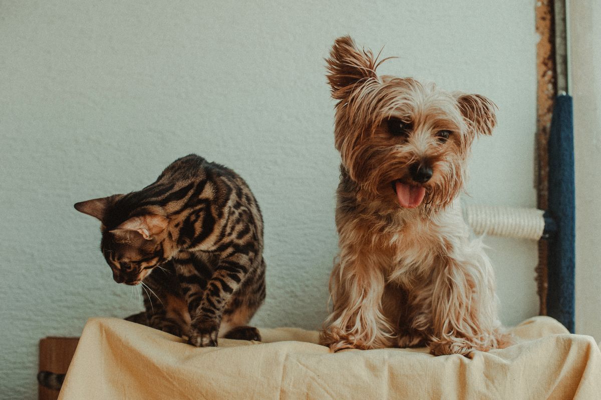 Why weighing your pet regularly matters