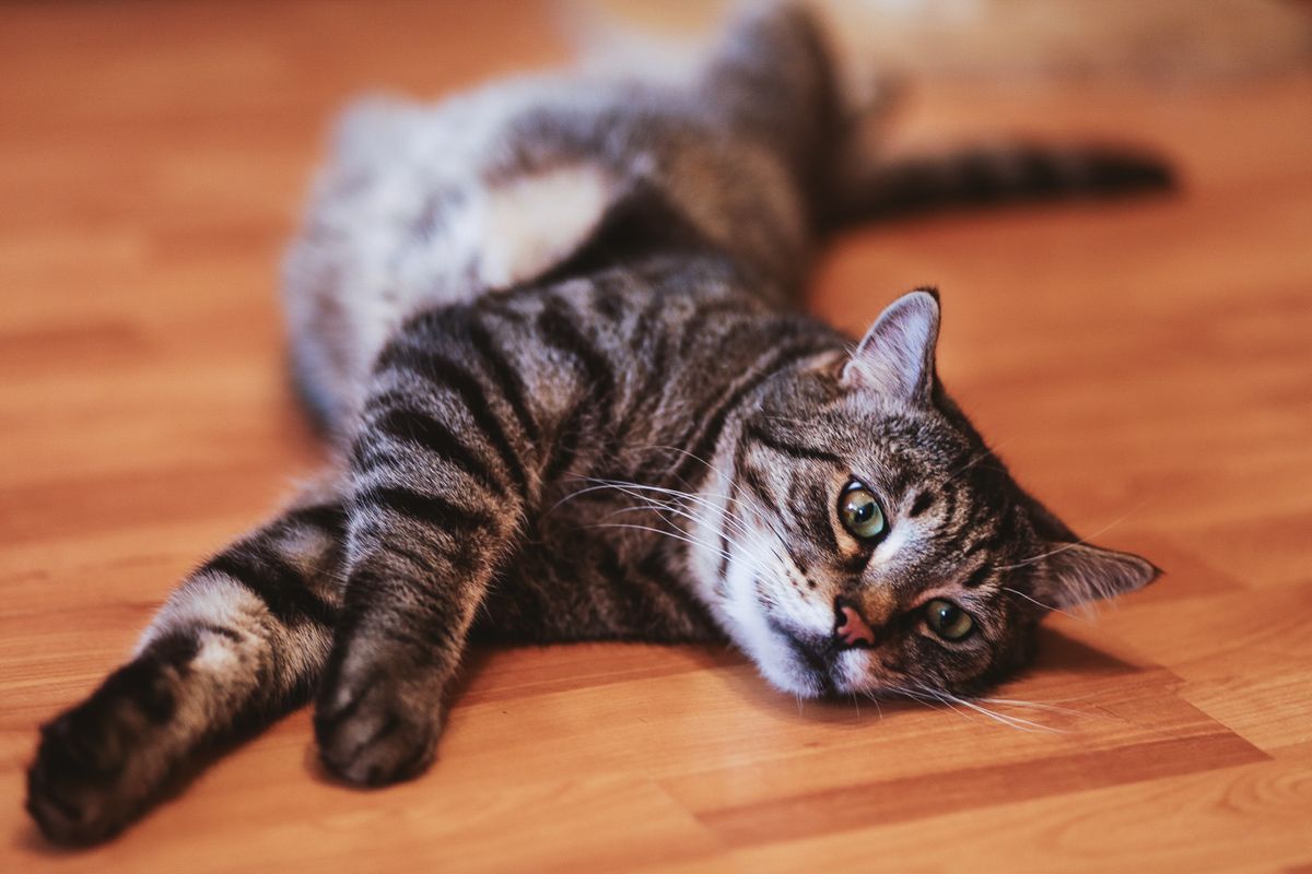 Your cat didn't get lazy — the jump got harder