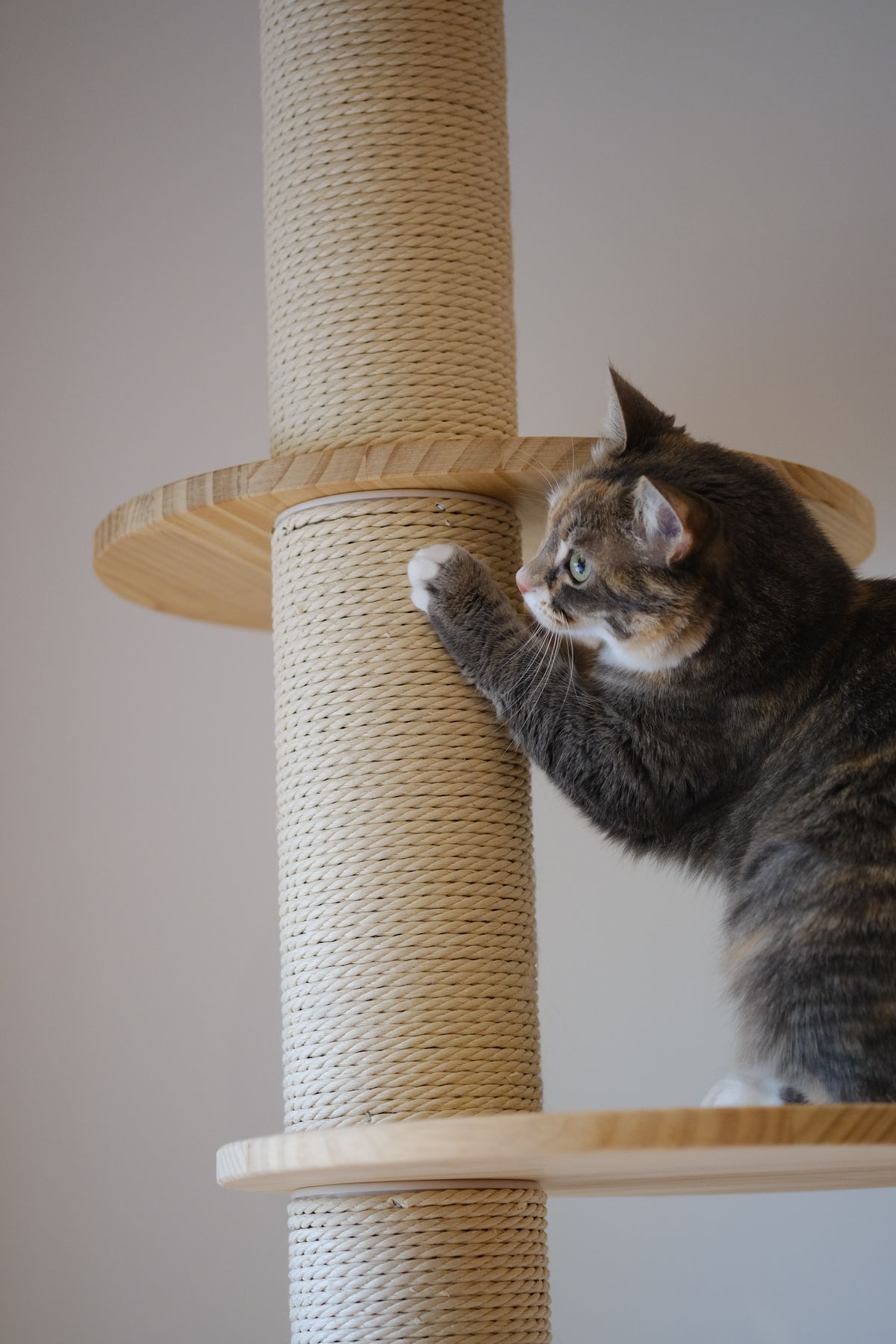 Your cat isn't ruining the sofa — they're leaving a message