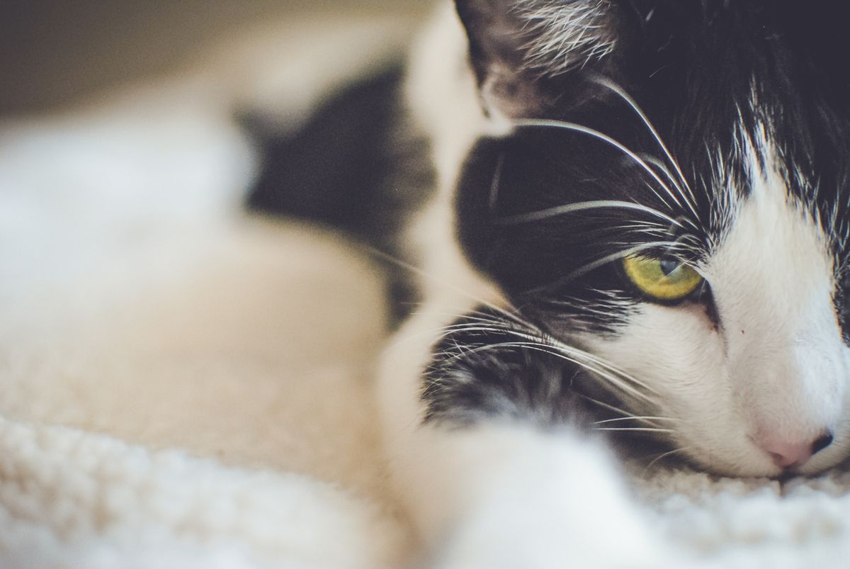 Your cat's litter box is a health dashboard