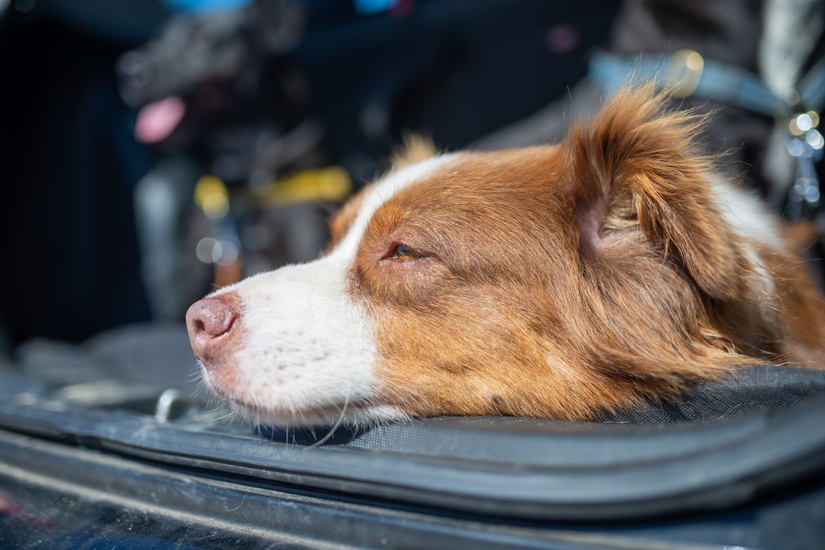 Your dog hates the car? Start with the engine off